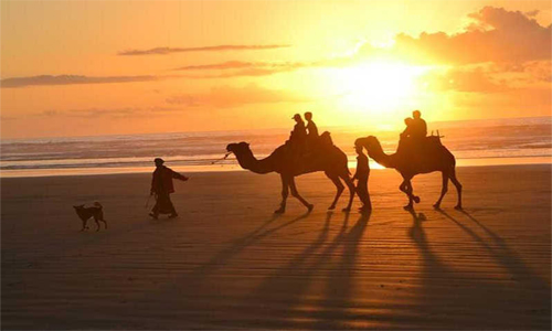 Camel Riding Camel Riding